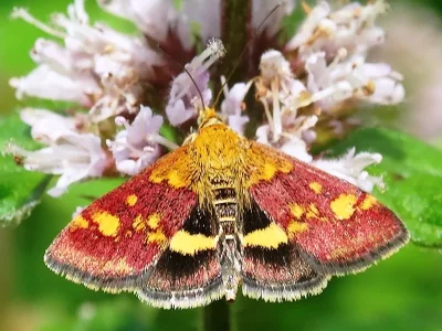 Pyrausta aurata