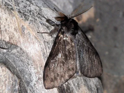Lymantria (Lymantria) monacha