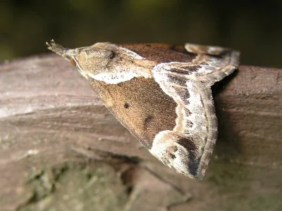 Hypena (Bomolocha) crassalis