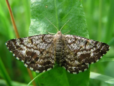 Ematurga atomaria