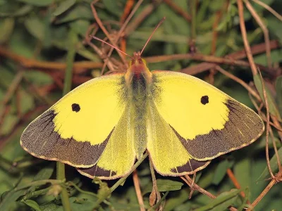 Colias croceus