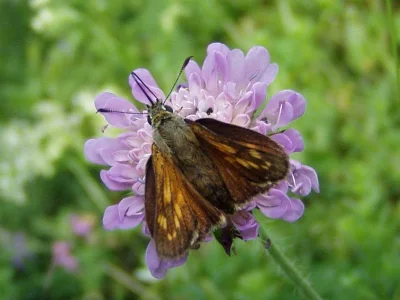 Ochlodes sylvanus