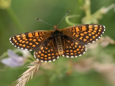 Melitaea (Mellicta) aurelia