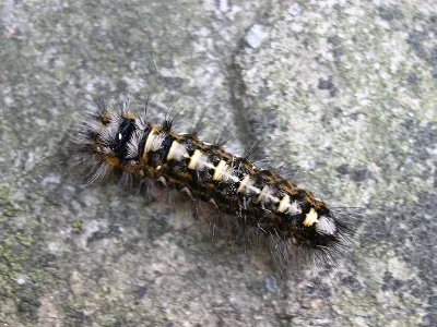 Acronicta (Subacronicta) megacephala