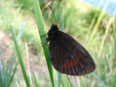Erebia euryale