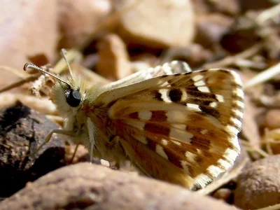 Pyrgus cirsii