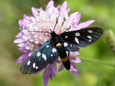 Amata (Syntomis) ragazzii