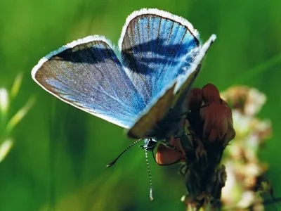 Polyommatus (Plebicula) amandus