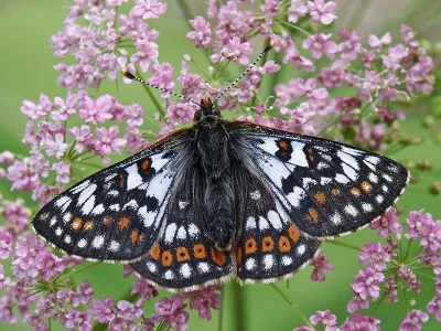 Euphydryas (Hypodryas) cynthia