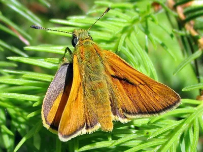 Ochlodes sylvanus