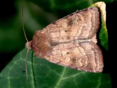 Diarsia rubi