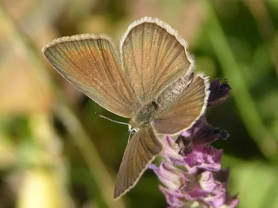 Polyommatus (Agrodiaetus) budashkini