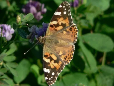 Vanessa cardui