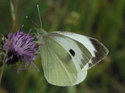 Pieris (Pieris) brassicae