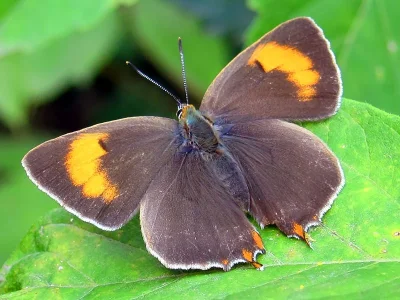 Thecla betulae