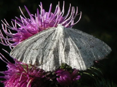 Parietaria dilucidaria