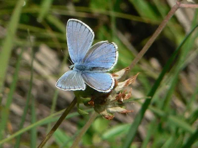 Polyommatus (Plebicula) dorylas