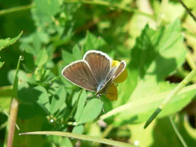 Polyommatus (Plebicula) dorylas