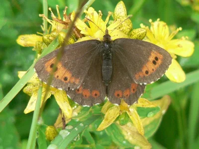 Erebia ligea