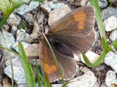 Erebia pandrose