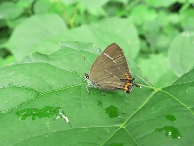 Satyrium (Strymonidia) w-album
