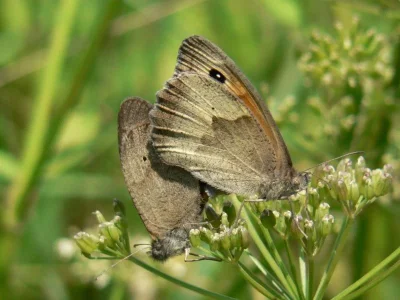 Maniola jurtina