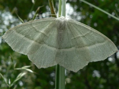 Campaea margaritaria