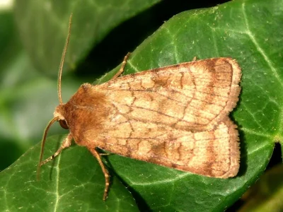 Xestia (Xestia) sexstrigata