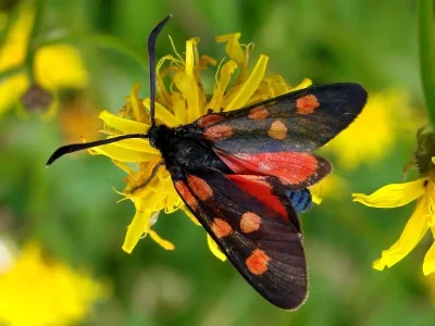 Zygaena (Zygaena) angelicae