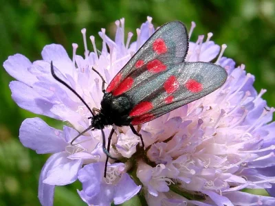Zygaena (Agrumenia) viciae