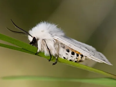 Spilosoma lubricipeda