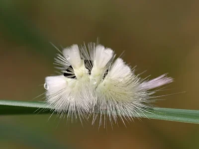 Calliteara pudibunda