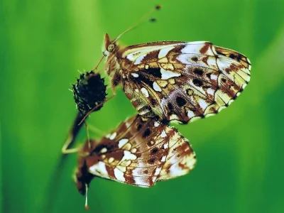 Boloria (Clossiana) dia