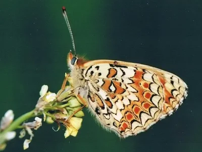 Melitaea aetherie