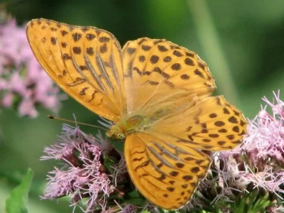 Argynnis (Argynnis) paphia