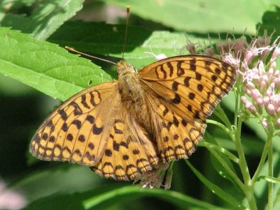 Argynnis (Fabriciana) adippe