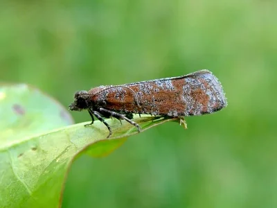 Rhyacionia pinivorana