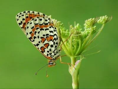 Melitaea didyma