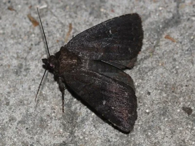 Charanyca (Rusina) ferruginea