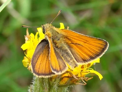 Thymelicus sylvestris