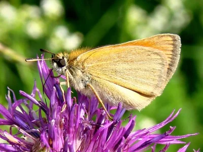 Thymelicus lineola