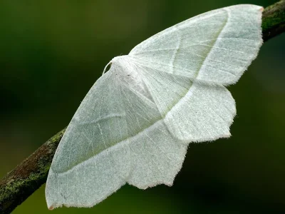 Campaea margaritaria
