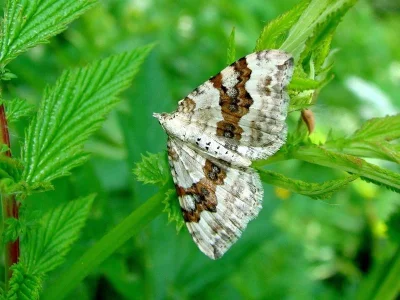Xanthorhoe montanata