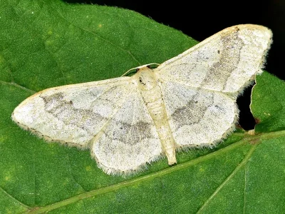 Idaea aversata