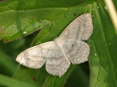 Scopula (Scopula) nigropunctata