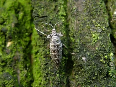 Agriopis leucophaearia