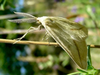 Aspitates (Aspitates) gilvaria