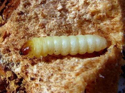 Synanthedon scoliaeformis