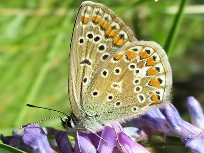 Polyommatus (Polyommatus) icarus