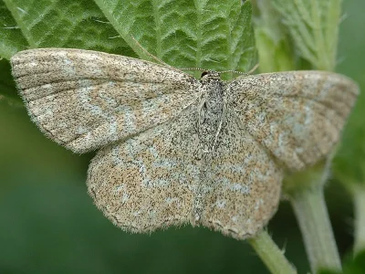 Scopula (Scopula) immorata